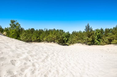 Güzel deniz dunes, beyaz kum ve çam ormanı yaz aylarında manzara