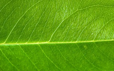 Taze yaprak yeşil doku makro arka plan