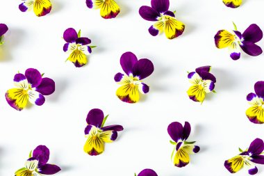 Güzel çiçekler Menekşe, çiçek desenli beyaz zemin üzerine düzenlenmiş