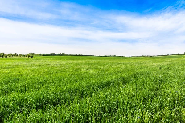 Sommer grüne Feldlandschaft, landwirtschaftliche Szene — Stockfoto