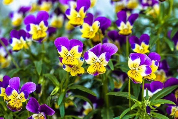 Violetas tricolores, flor de pansy, macro —  Fotos de Stock