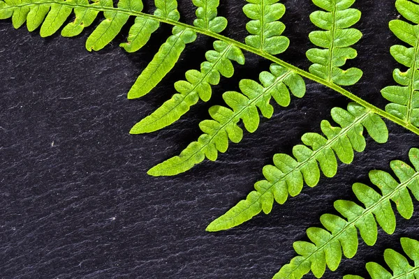Green leaf texture, fern on black background, sacred geometry in nature, fractal pattern