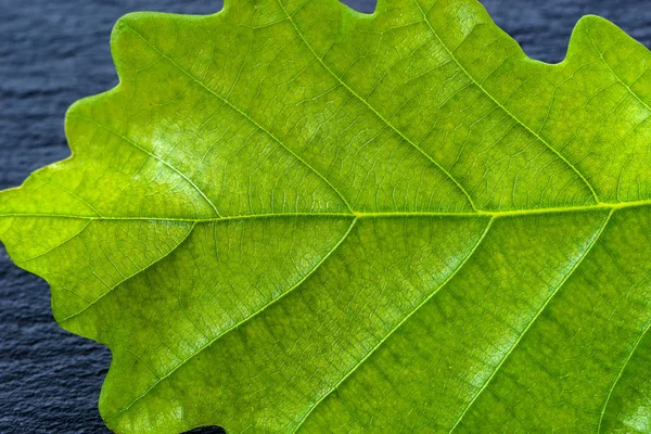 Feuille verte fraîche texture macro fond — Photo