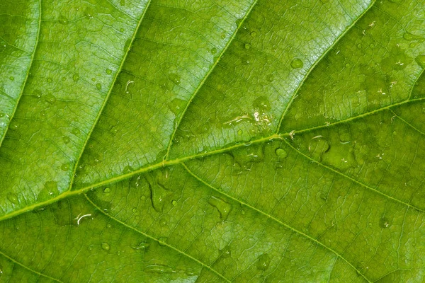 신선한 녹색 잎 텍스처 매크로 배경 — 스톡 사진