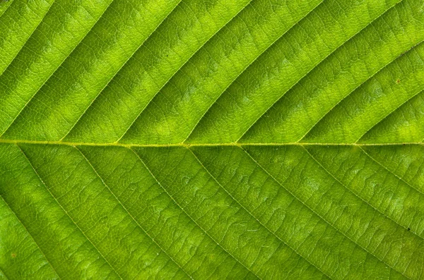 신선한 녹색 잎 텍스처, 나뭇잎 매크로 배경 — 스톡 사진