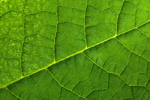 Frische grüne Blatt-Textur, Blatt-Makro-Hintergrund — Stockfoto