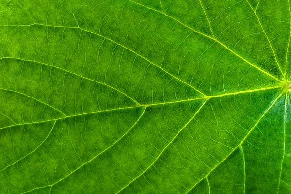 신선한 녹색 잎 텍스처, 나뭇잎 매크로 배경 — 스톡 사진
