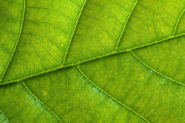 Fresh green leaf texture macro background