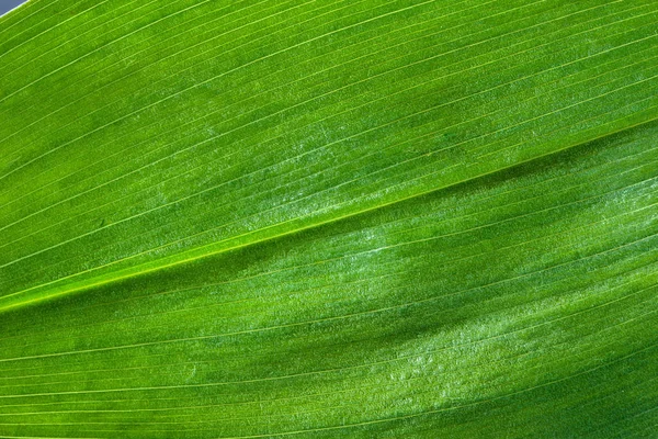 Verse groene blad textuur macro achtergrond — Stockfoto