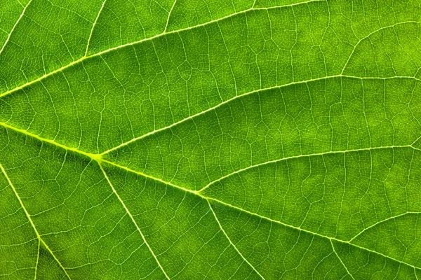 Textura de hoja verde fresca, fondo macro de hoja — Foto de Stock