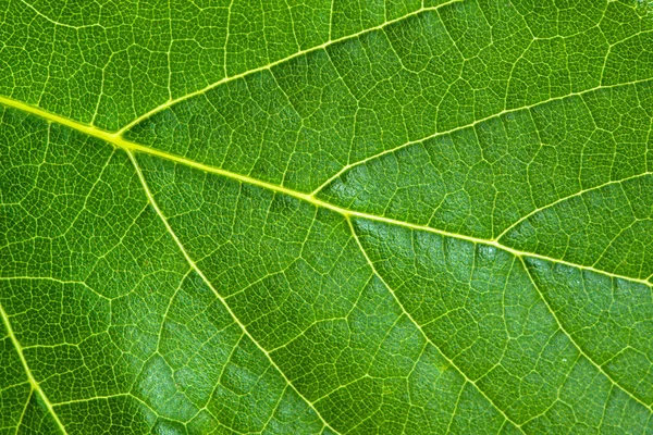 Textura de hoja verde fresca, fondo macro de hoja — Foto de Stock