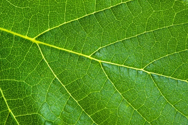 Verse groene blad textuur, blad macro achtergrond — Stockfoto