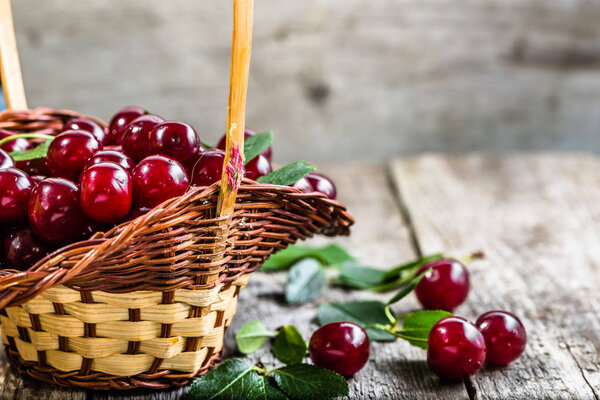 Fresh cherries in the basket, orchard produce, ripe fruits on farmer market