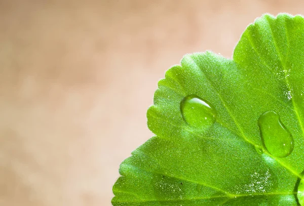 Macro de texture de feuille, fond vert — Photo