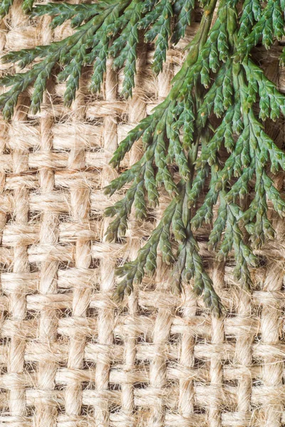 Thuja-Zweig auf gewebtem Jutegrund, Makro — Stockfoto