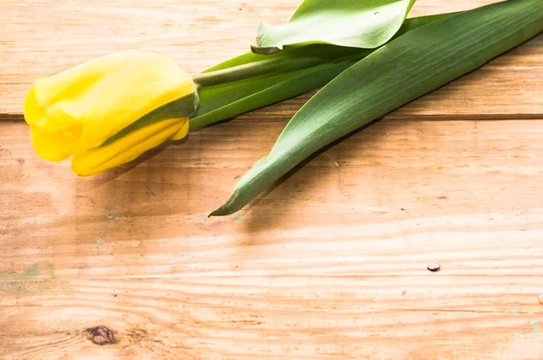 Yellow tulip on wooden background, card for mother's day — Stock Photo, Image
