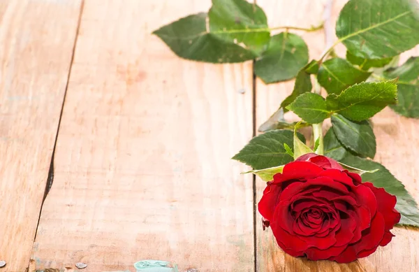Rosa vermelha no fundo de madeira, dia dos namorados, modelo de cartão com espaço de texto — Fotografia de Stock