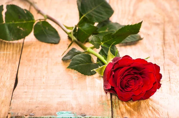 Kırmızı gül ahşap arka plan, gün Sevgililer, kart şablonu metin alanı ile
