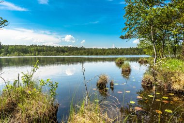 Ormandaki göl güneşli yaz peyzaj