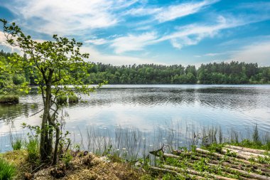 Ormandaki göl güneşli yaz peyzaj