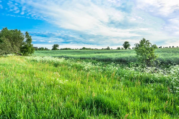 Wiese mit Frühlingsgras, grüne Feldlandschaft — Stockfoto