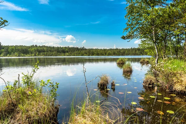 Sunny paesaggio estivo del lago nella foresta — Foto Stock