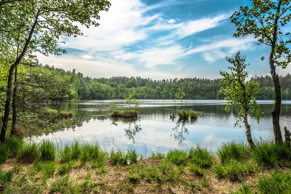 Soleado paisaje de verano de lago en el bosque —  Fotos de Stock