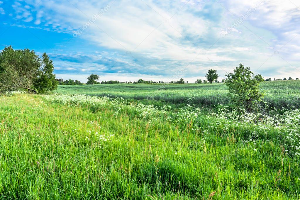 Meadow of spring grass, green field landscape