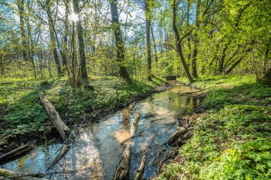 Yeşil orman ve nehir, Bahar orman manzara