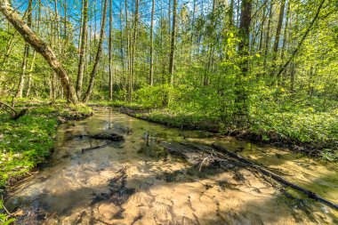 Yeşil orman ve nehir, Bahar orman manzara