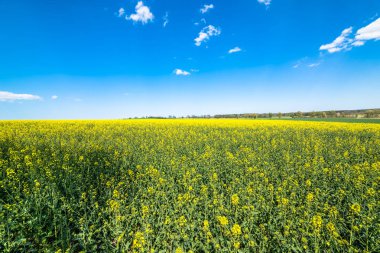 Çiçek açan tecavüz alan manzara, mavi gökyüzü ufukta