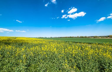 Çiçek açan kanola alan, peyzaj, mavi gökyüzü ufukta