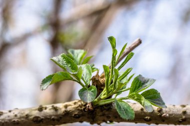 Genç yaprakları Bahar, dal üzerinde yeşil yaprakları