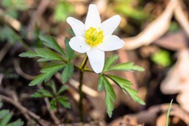 Taze bahar çiçek ahşap anemone ormanda, yakın çekim