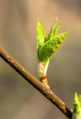 Genç bahar yaprakları, taze yeşil tomurcukları, yakın çekim