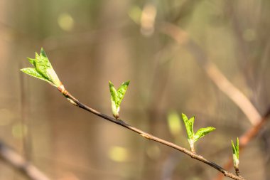 Genç bahar yaprakları, taze yeşil tomurcukları, yakın çekim