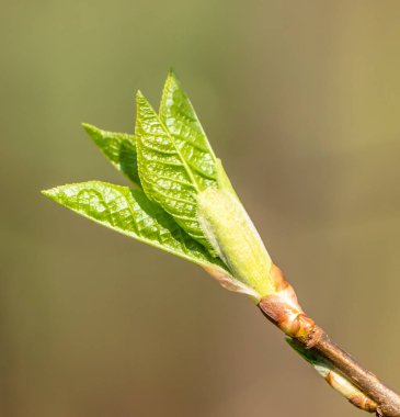Genç bahar yaprakları, taze yeşil tomurcukları, yakın çekim
