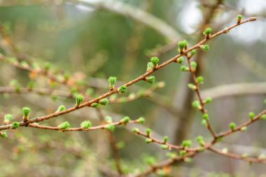 Genç bahar kozalaklı iğne larch makro, taze iğne yapraklı ağaç dalı, bokeh arka plan