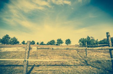 Kırsal alan, çam ağacı ve Mera Bahar, vintage fotoğraf, kuru ot ile kırsal çiftlik peyzaj