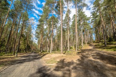 Yol çam ormanı Bahar, peyzaj, mavi gökyüzü, güneşli bir gün