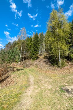 Yol bahar orman, taze yeşil huş ağaçları ile kırsal manzara