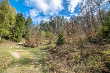 Bahar orman, toprak yol, yeşil ağaçlar güzel manzara