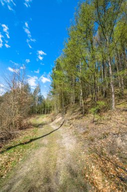 Bahar orman, toprak yol, yeşil ağaçlar güzel manzara
