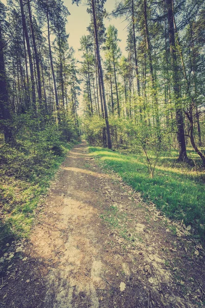 Photo de route en forêt de pins, photo d'époque prise en Pologne au printemps, paysage — Photo