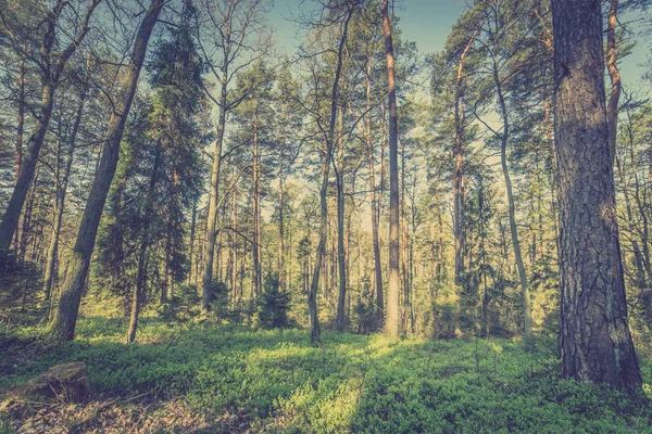 Erdei fenyő, vintage fotó Lengyelországban a tavaszi szezonban, táj képe — Stock Fotó