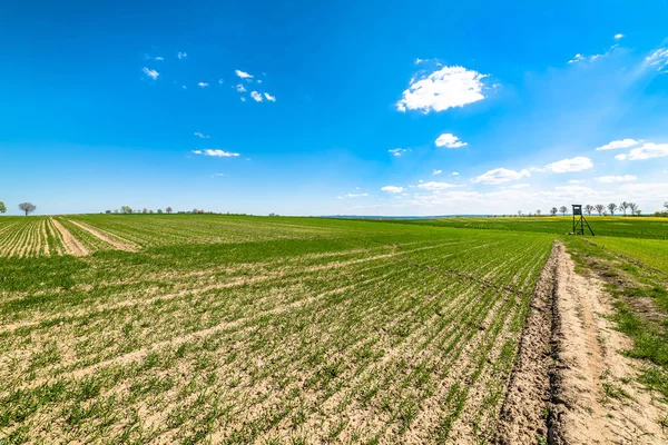 Paisagem de campo verde, céu azul no horizonte — Fotografia de Stock