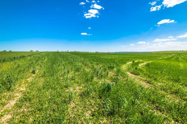 Campo verde vibrante na primavera, papel de parede. Paisagem das terras agrícolas na Polónia . — Fotografia de Stock