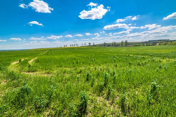 Campo verde na primavera, papel de parede. Paisagem das terras agrícolas na Polónia . — Fotografia de Stock