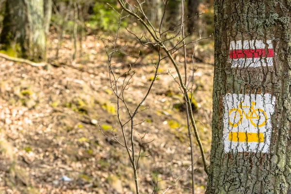 Carril bici en el bosque en primavera, señal de bicicleta en el árbol — Foto de Stock