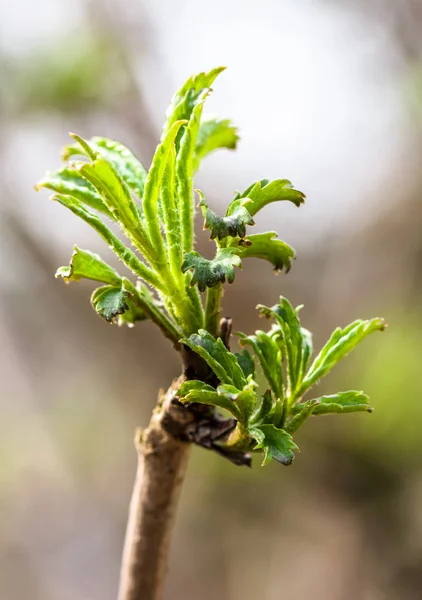 Hojas jóvenes de primavera, hojas verdes en ramita — Foto de Stock